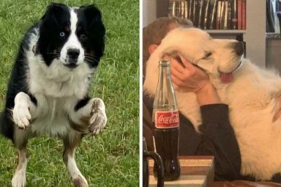 16 psów, których właściciele nie doznają ani chwili nudy