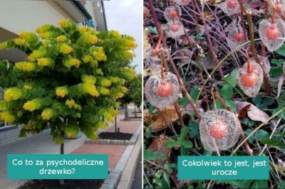16 tajemniczych roślin napotkanych i zidentyfikowanych przez internautów