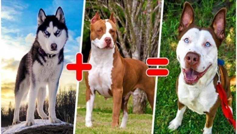 15 mieszanych ras psów, które potrafią zaskoczyć oryginalnością