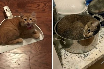 15 zdjęć kotów, na które zostały zastawione nietypowe ale skuteczne pułapki