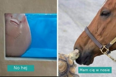 „To nie jest normalne zwierzę!” 20 zdjęć zwierzaków, które nie zachowują się zwyczajnie