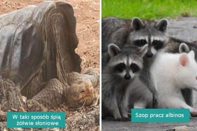 17 momentów, w których Matka Natura postanowiła wykazać się kreatywnością