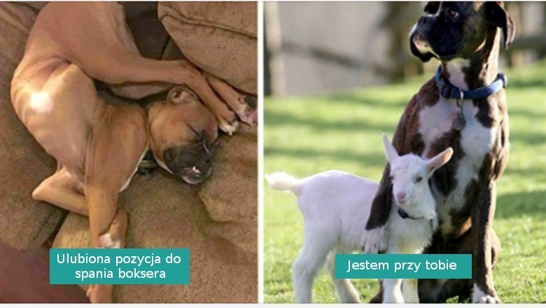 18 fotografii udowadniających, że boksery to nieco inny, specjalny gatunek psów