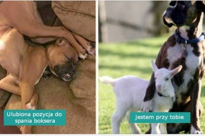 18 fotografii udowadniających, że boksery to nieco inny, specjalny gatunek psów