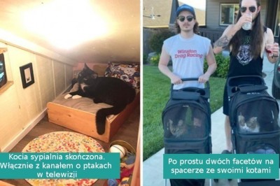 18 rozpieszczonych kotków, którym żyje się lepiej niż nie jednemu człowiekowi