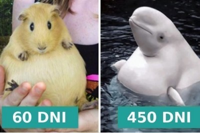 Przekonaj się jak długo trwa ciąża u 15 różnych gatunków zwierząt