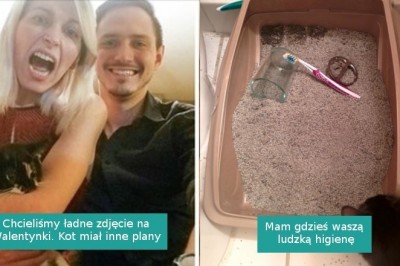 18 właścicieli kotów, którzy na własnej skórze poznali prawdziwą naturę swoich pupilów