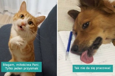 19 zwierzaków, które po prostu nie umieją zachowywać się zwyczajnie