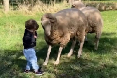 Tatuś uznał, że to świetny pomysł na zabawę z barankiem