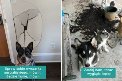 16 „niewinnych” psiaków przyłapanych na gorącym uczynku przez właścicieli