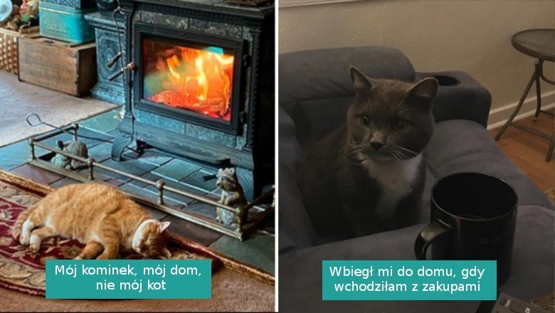 16 najlepszych fotografii z serii „mój dom, nie mój kot”