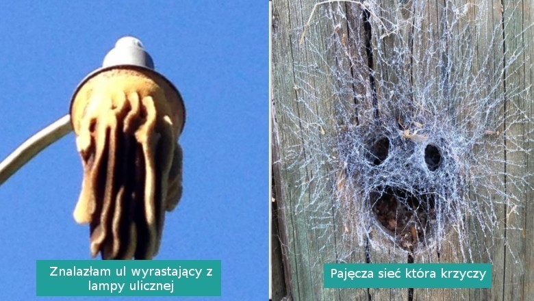 16 momentów, w których natura pokazała swoje zaskakujące oblicze