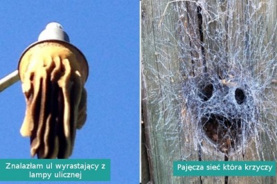 16 momentów, w których natura pokazała swoje zaskakujące oblicze