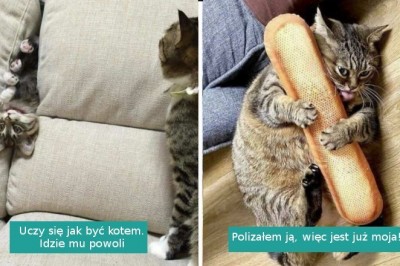 16 niesfornych kotów przyłapanych przez swoich właścicieli