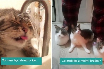 22 fotografie kotów, które pozostawiają więcej pytań, niż odpowiedzi