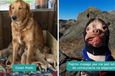 16 psów, których właścicielom nie grozi nawet moment nudy