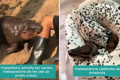 19 zwierzaków, które wbrew pozorom potrafią być bardzo urocze