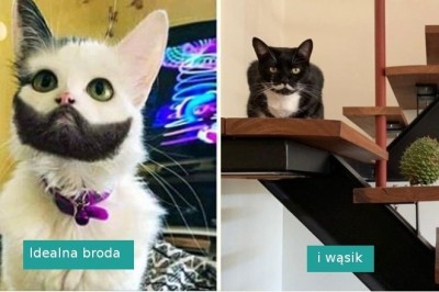 Te zwierzęta trafiły 10 w loterii genowej. Ich wygląd jest po prostu idealny