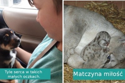 Te wyjątkowe fotografie udowadniają, że zwierzęta naprawdę wiedzą co to miłość