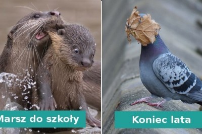 20 zabawnych fotografii dzikich zwierząt zrobionych w idealnym momencie