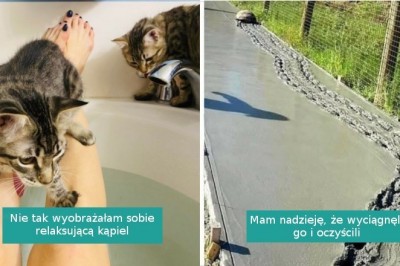 17 zwierząt, które zdecydowanie zasłużyły na nagrodę największego łobuza