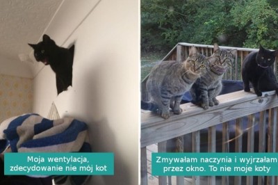 16 zaskoczonych osób, które spotkały u siebie niespodziewanych kocich gości