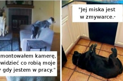 18 właścicieli, którzy znaleźli błędy w oprogramowaniu swoich psów
