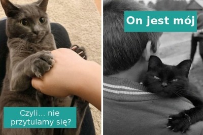 18 kotów, których pazury i spojrzenia mówią wyraźnie kto tu rządzi