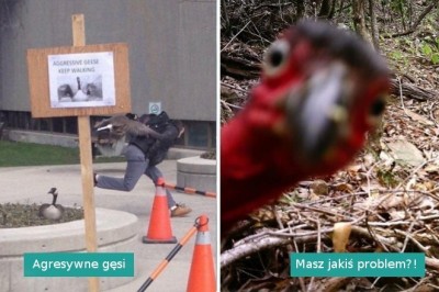 17 bardzo nietypowych zdjęć dzikiej przyrody, które dostarczyły nam wielu powodów do śmiechu