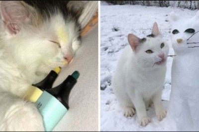 16 kotów, które rozbawiły właścicieli swoim niecodziennym zachowaniem