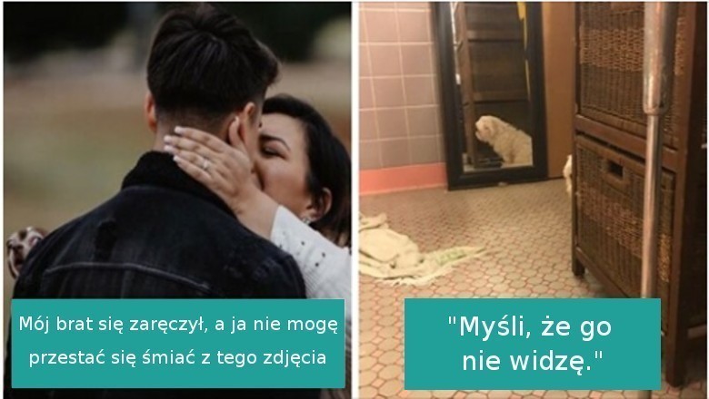 16 wścibskich psów, które po prostu musiały wcisnąć nos w nieodpowiednie miejsce