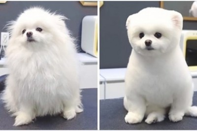 17 osób, które zabrały psa do fryzjera i wróciły do domu z odmienionymi zwierzakami