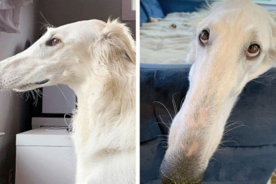 19 uroczych zwierząt, które otrzymały od natury coś dodatkowego