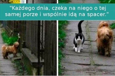 17 zwierząt, których mają zupełnie ludzkie uczucia i odruchy