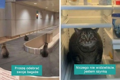 16 zabawnych fotografii zwierzaków tam, „gdzie nie powinno ich być”