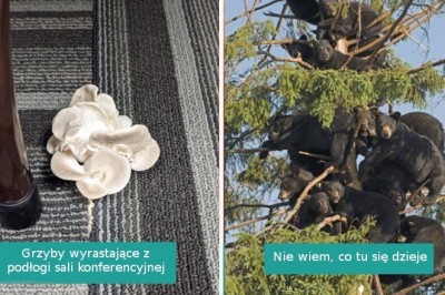 17 fotografii pokazujących, że naturze nigdy nie wyczerpią się niespodzianki