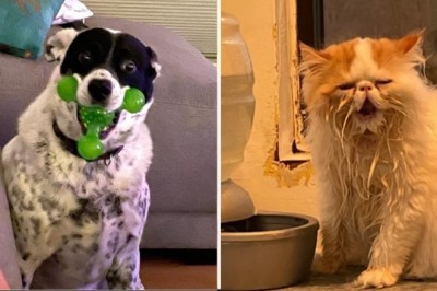 18 zwierząt, które nawet nie wiedzą jak bardzo są zabawne