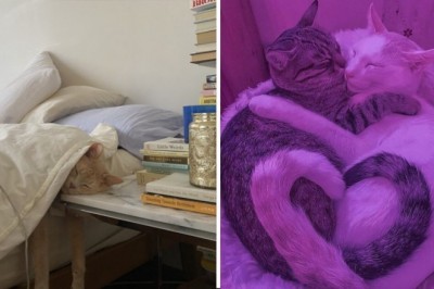 16 fotografii kotów, które mogą uprzyjemnić wasz dzień