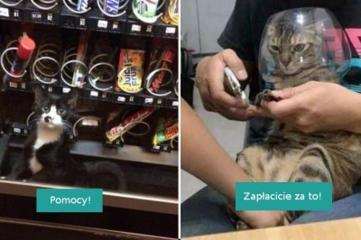 16 kotów, które znalazły się w naprawdę osobliwych sytuacjach