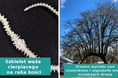 17„umiarkowanie interesujących” rzeczy autorstwa Matki Natury
