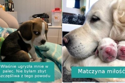 20 fotografii pokazujących, że złość i miłość to powszechne uczucia u naszych zwierzaków