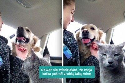 17 zwierzaków, które okazały swoją zazdrość w zabawny sposób