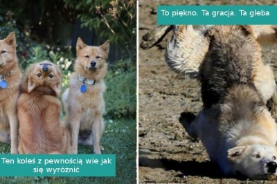 18 niefotogenicznych zwierzaków, które rozbawiły nas do łez