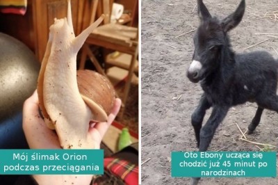 17 zdjęć przeuroczych zwierząt, którymi podzielili się internauci