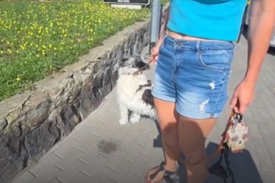 „Musiał Pan coś zrobić” - Polski streamer ugryziony przez psa podczas transmisji live