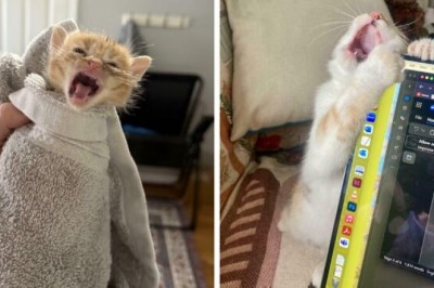 „Urodzeni do krzyczenia!” 14 kotów, które nie mogły powstrzymać się od miauczenia