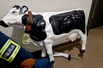 Pijany 20-latek ukradł wielką plastikową krowę bo chciał „żeby było zabawnie”