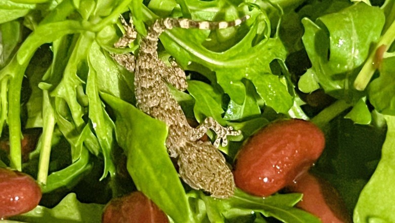 Zrobiła sałatkę i aż krzyknęła. W rukoli z Lidla znalazła żywego gekona