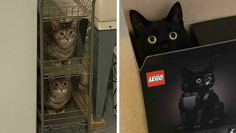 Jeśli się zmieszczę, to mogę usiąść. Te koty wcisną się wszędzie!