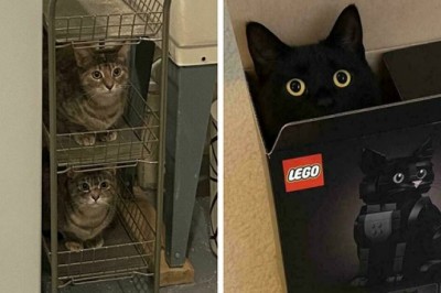 Jeśli się zmieszczę, to mogę usiąść. Te koty wcisną się wszędzie!